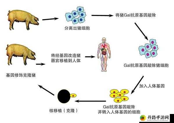 美国人与猪的 DNA：探究物种界限与生命奥秘