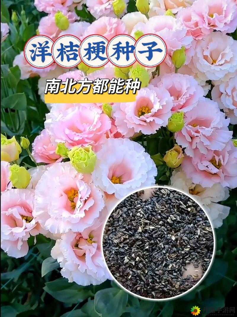 猫咪陪伴的优雅桔梗种植指南：花盆种植桔梗攻略与配方