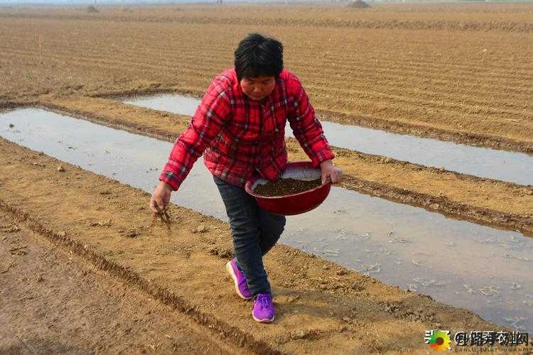 儿子耕种母亲的田地叫什么名字：背后的缘由