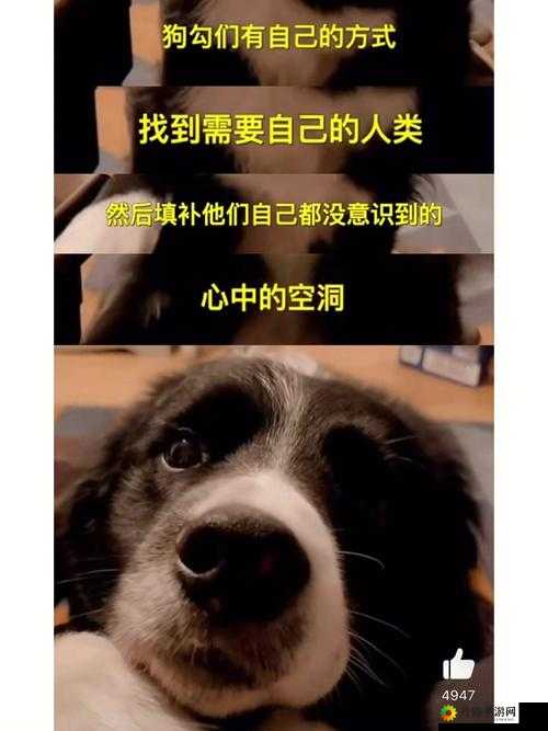 人or 猪 or 狗：爱与责任的故事