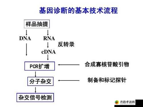 RNA 与 cDNA 杂交：探索基因表达奥秘