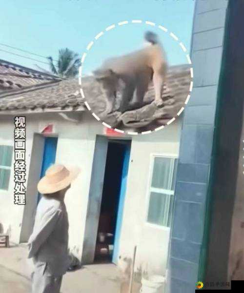 二人生猴子全程不盖被子：禁忌之爱