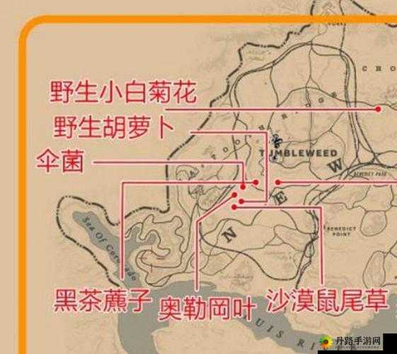 荒野大镖客 2 草药大师挑战全攻略